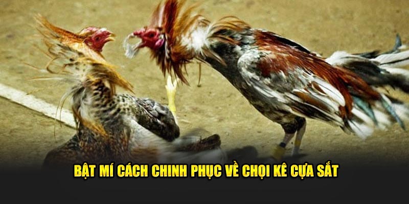 Bật mí cách chinh phục về chọi kê cựa sắt