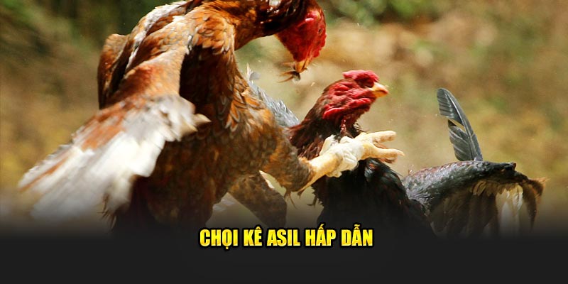 Chọi kê Asil hấp dẫn