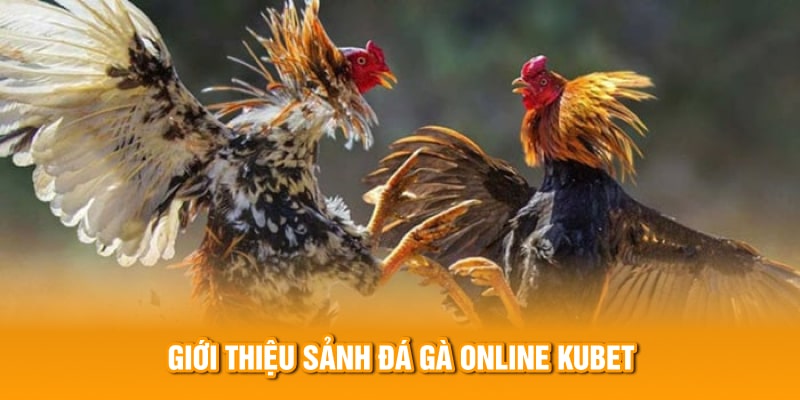 Giới thiệu sảnh đá gà online KUBET