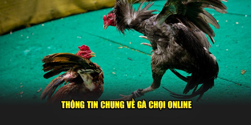 Thông tin chung về gà chọi online